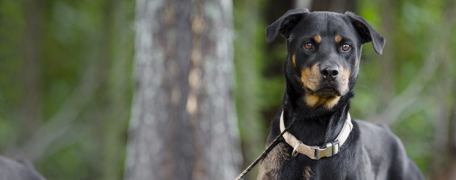 Rottweiler store shepherd cross